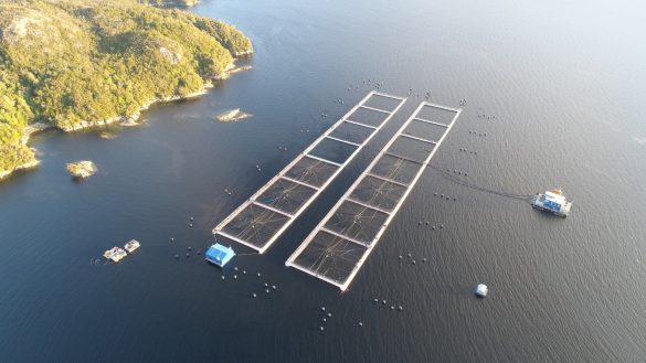 Exportaciones de salmón chileno bajaron 3,1% durante el tercer trimestre de 2024, reflejando una caída por segundo periodo consecutivo