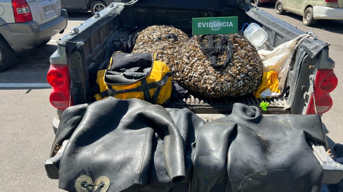 Carabineros desbarata banda dedicada al robo de machas transportaban casi 250 kilos del molusco