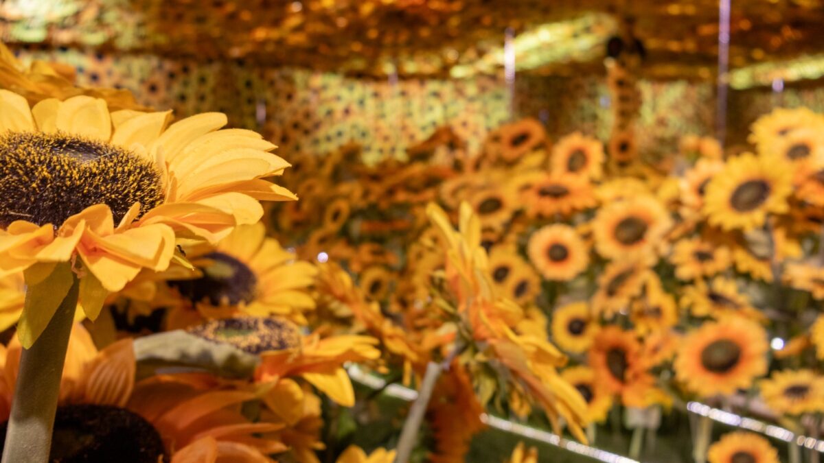 Van Gogh vivo abre sus puertas en La Serena Arte, tecnología y emoción ya se pueden vivir este verano 2026