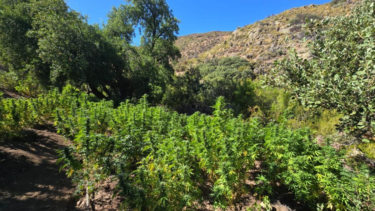 PDI incinera más de 2 millones de dosis de cannabis al incautar plantación en valle de Salamanca