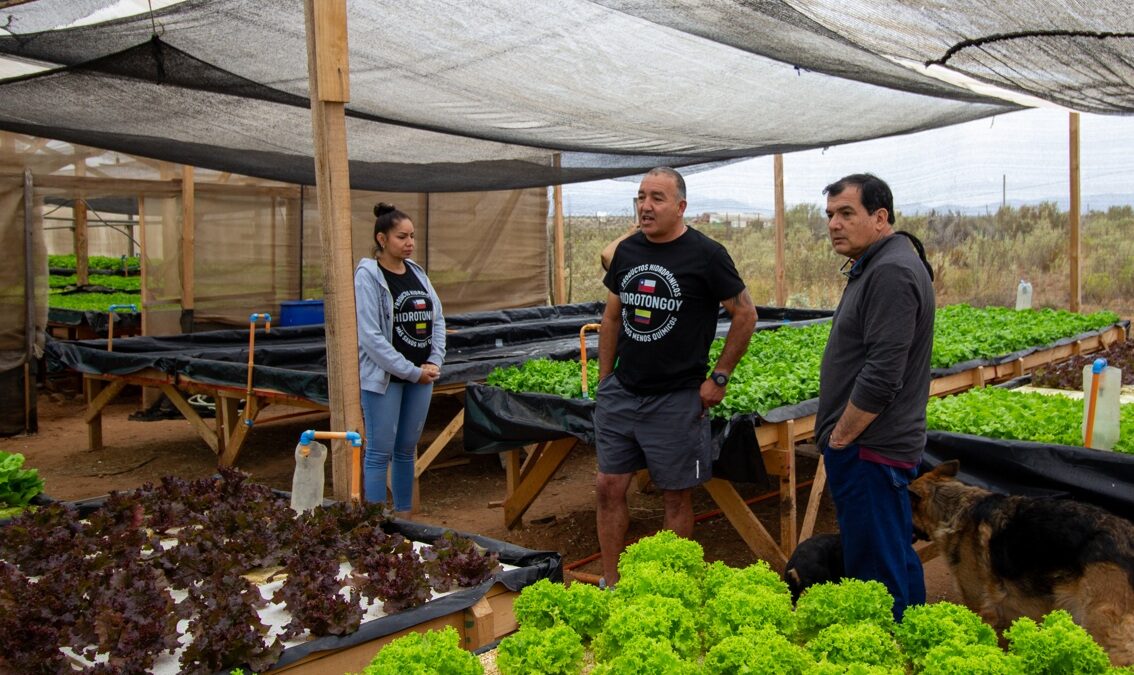 Región de Coquimbo consolida un modelo agrícola resiliente la hidroponía como respuesta a la escasez hídrica
